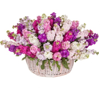 Букет из маттиол в корзине "Синди"