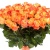 Букет из 75 коралловых роз Букет из 75 коралловых роз