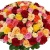 Букет из 101 розы MIX Букет из 101 розы MIX