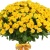 Букет из 51 желтой кустовой розы Букет из 51 желтой кустовой розы