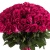 Букет из 55 малиновых роз Букет из 55 малиновых роз
