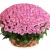 Букет из 201 розовой розы в корзине Букет из 201 розовой розы в корзине