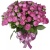 Букет из 17 кустовых роз Мисти Бабблс