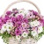 Корзина MIX из 19 веток хризантем Корзина MIX из 19 веток хризантем