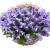 Букет из ирисов "Марта" Букет из ирисов "Марта"